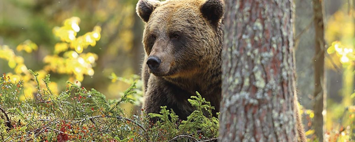 PH entete Ours p14 01