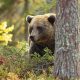 PH entete Ours p14 01