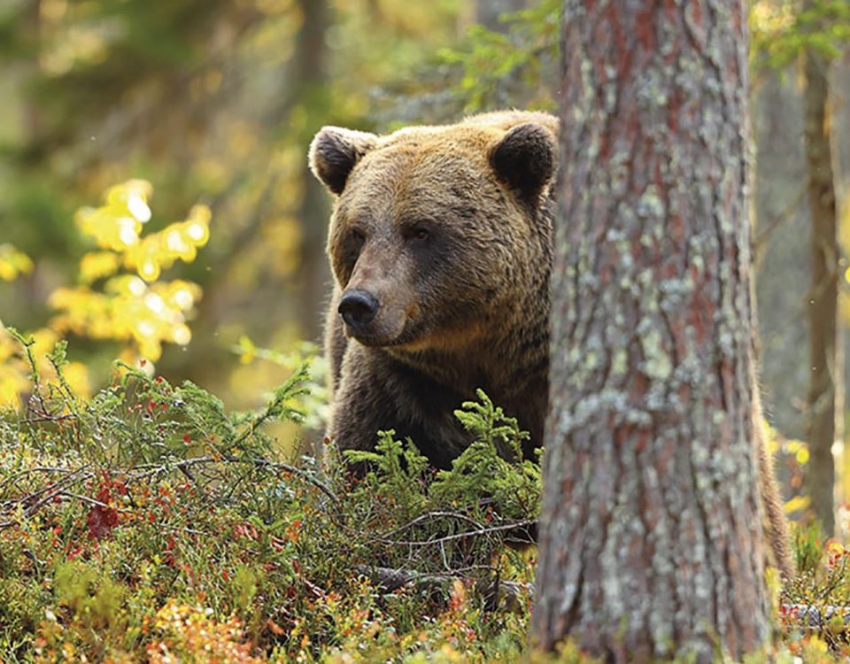 PH entete Ours p14 01