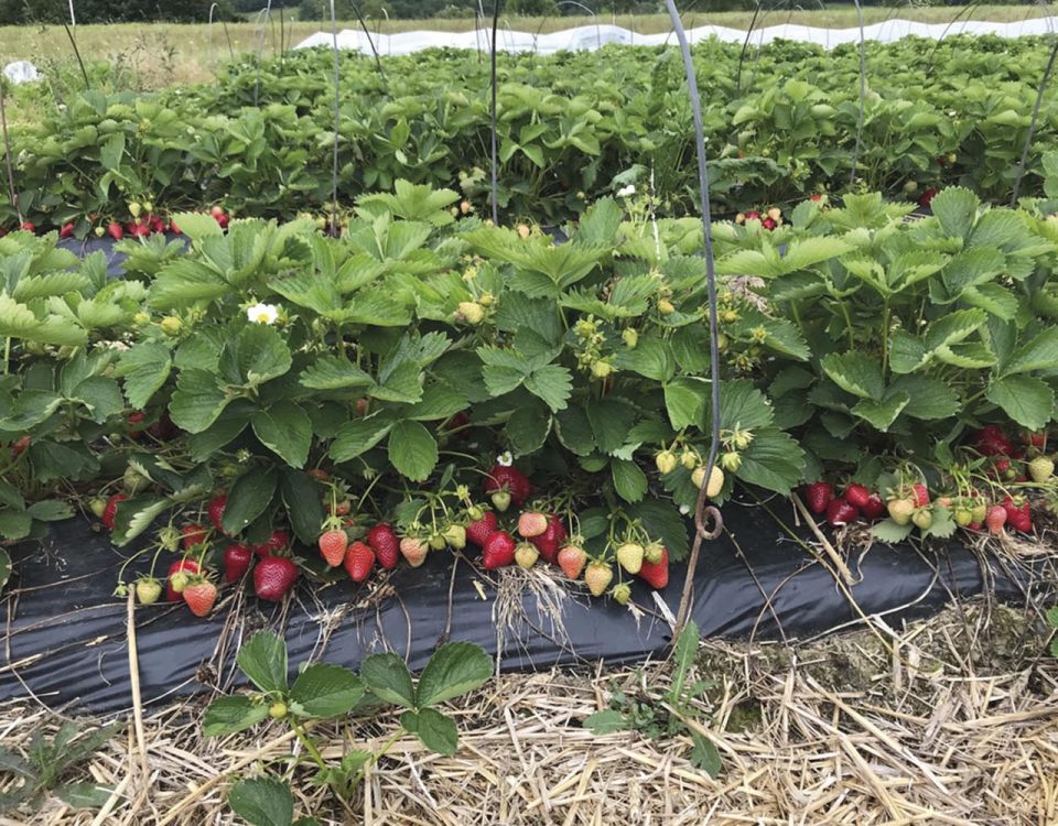 PH Entete Fraises sombrun p21 01
