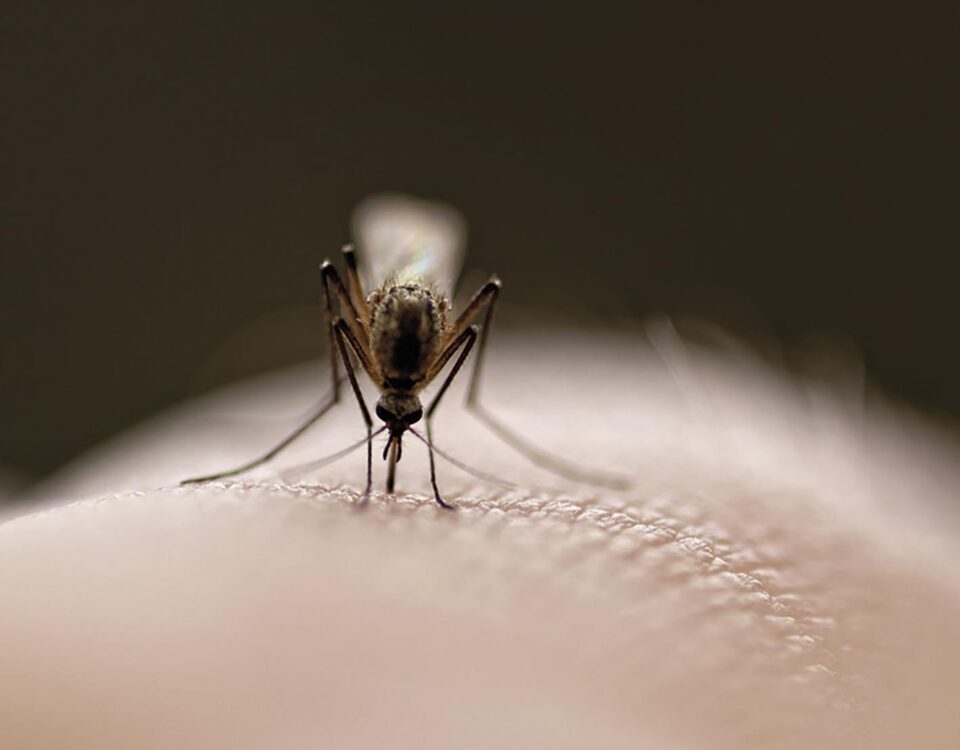 P06 de quoi devenir dengue MINIATURE 01