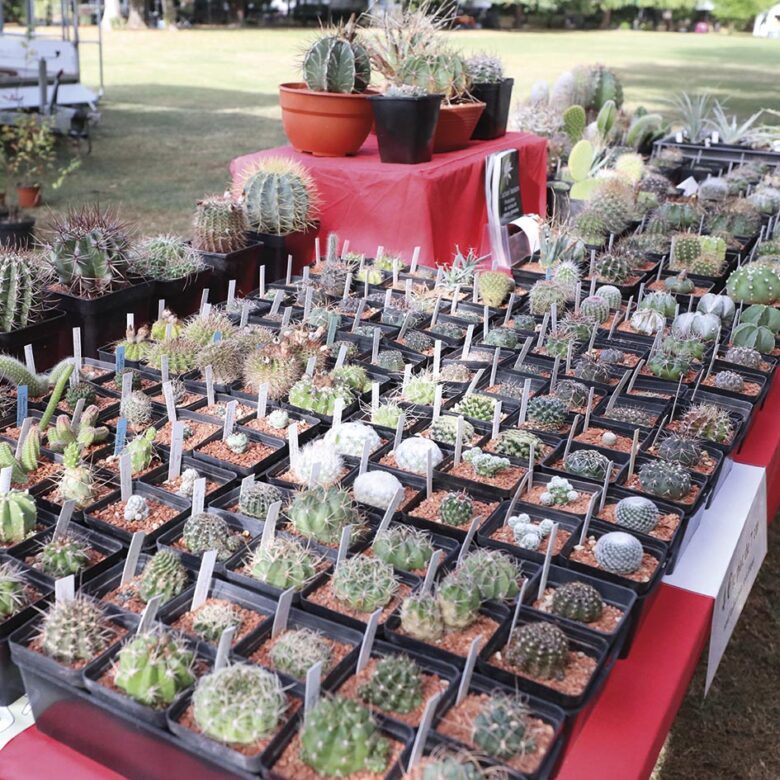 P14 Fete des fleurs 03 1