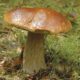 VIGNETTE 05 P24 Poelee de cepes