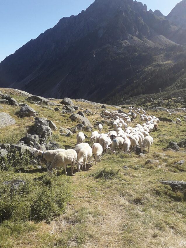 P08 284 transhumance 02