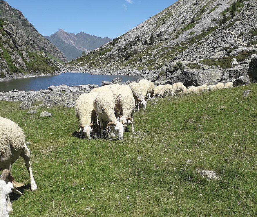 VIGNETTE 02 P08 284 transhumance