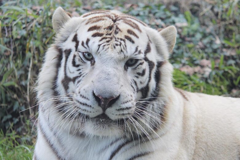 P18 299 ZOO ASSON 01