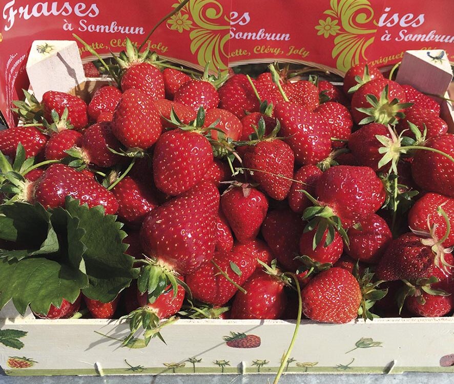 VIGNETTE 03 P20 300 FRAISES