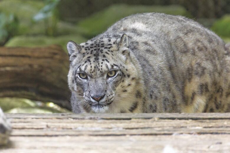 P50 305 ZOO ASSON 05
