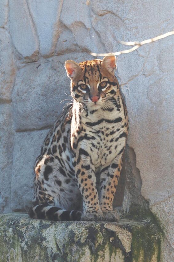 P50 305 ZOO ASSON 08