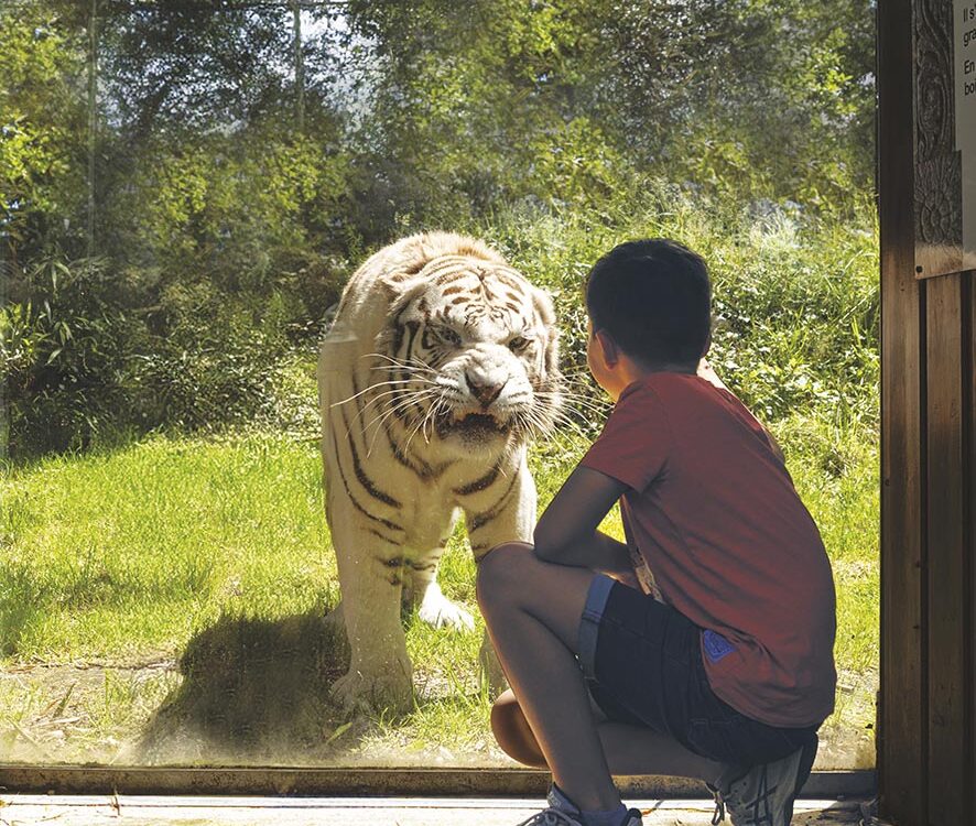 VIGNETTE 02 P50 305 ZOO ASSON