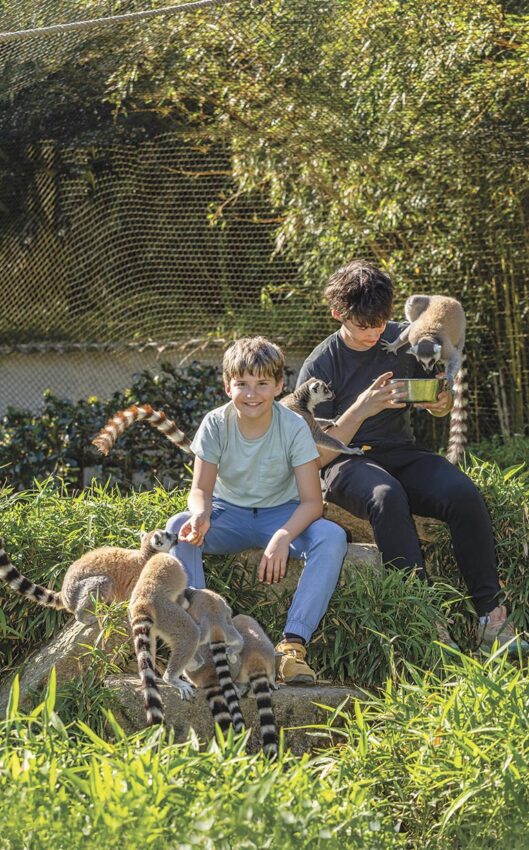 P50 325 ZOO ASSON 01