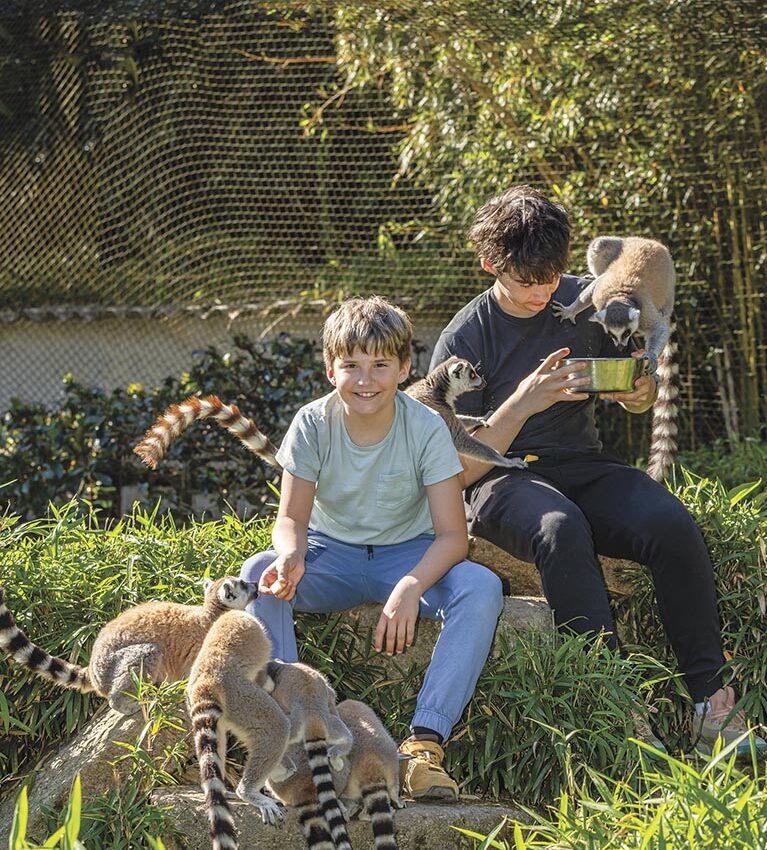 P50 325 ZOO ASSON 01