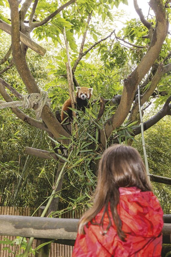 P50 325 ZOO ASSON 03