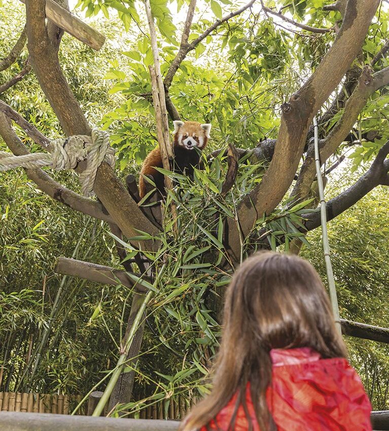 P50 325 ZOO ASSON 03
