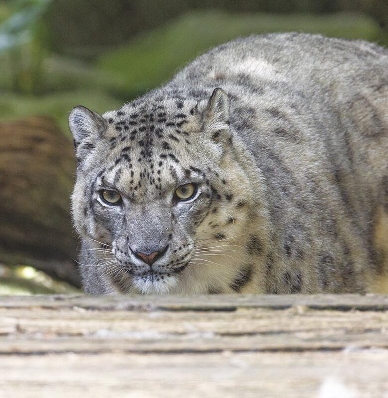P50 325 ZOO ASSON 04