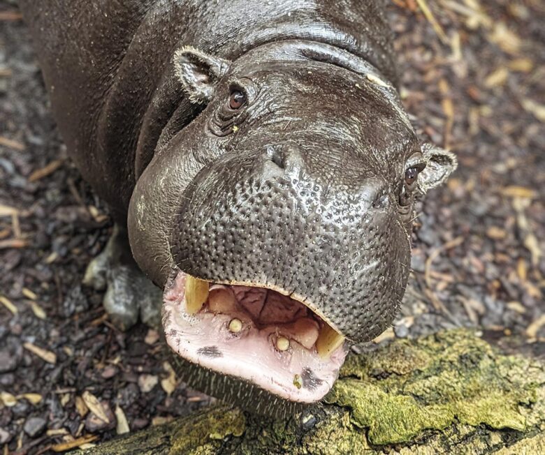P50 325 ZOO ASSON 06