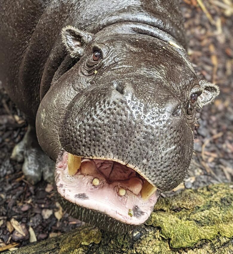 P50 325 ZOO ASSON 06