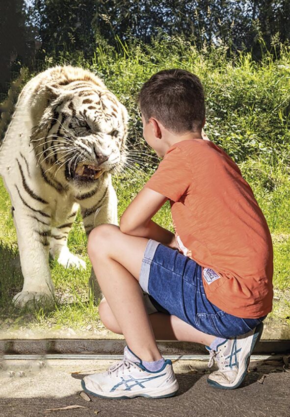 P50 325 ZOO ASSON 07