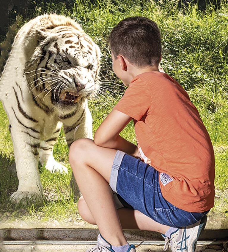 P50 325 ZOO ASSON 07