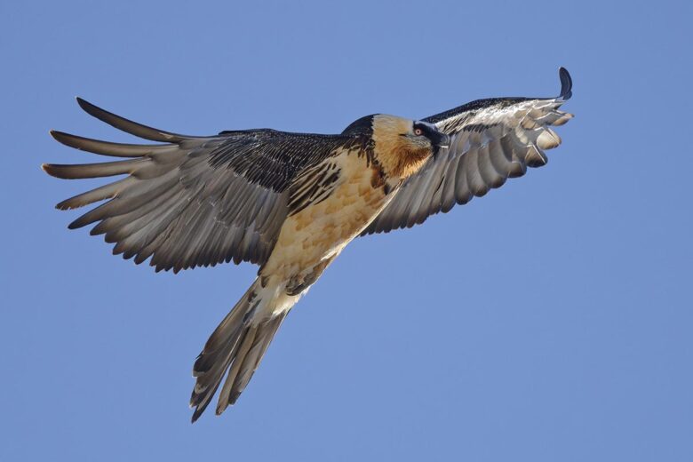 P54 325 DONJON AIGLES 01