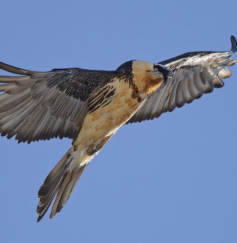 P54 325 DONJON AIGLES 01