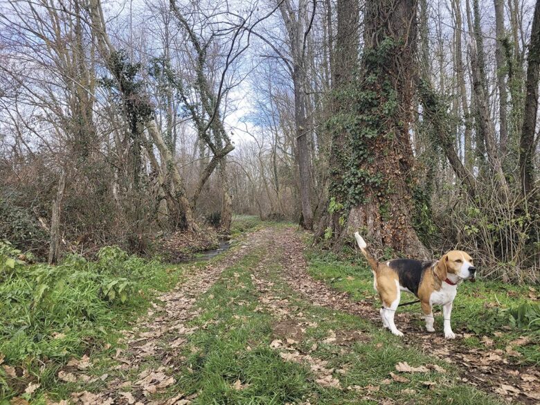 P24 333 EN VADROUILLE 01