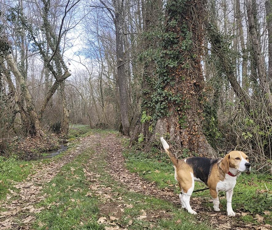 VIGNETTE 08 P24 333 EN VADROUILLE