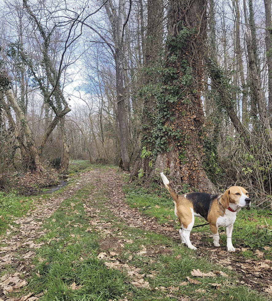 VIGNETTE 08 P24 333 EN VADROUILLE