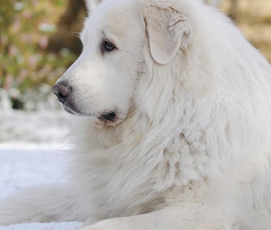 VIGNETTE 07 P21 335 ANIMAUX