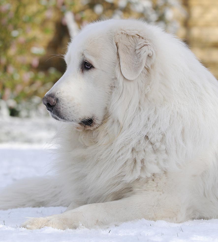 VIGNETTE 07 P21 335 ANIMAUX