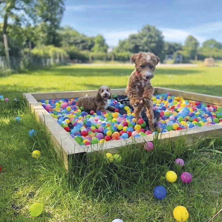 P12 337 CANIPRAIRIE 02