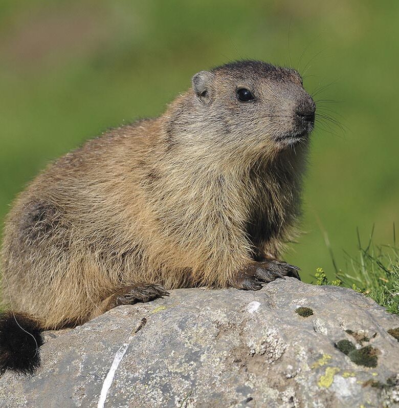 P22 340 EN VADROUILLE 08