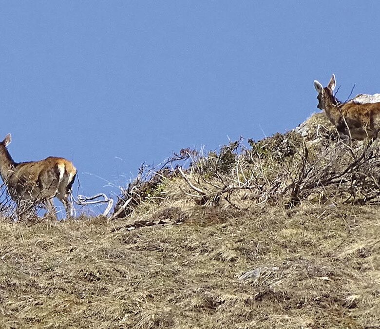 P24 339 EN VADROUILLE 03