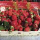 VIGNETTE 03 P13 340 FRAISES