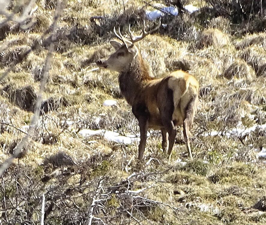 VIGNETTE 08 P24 339 EN VADROUILLE