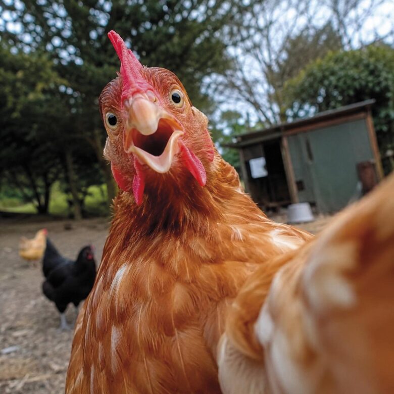 P8 342 POULE 02