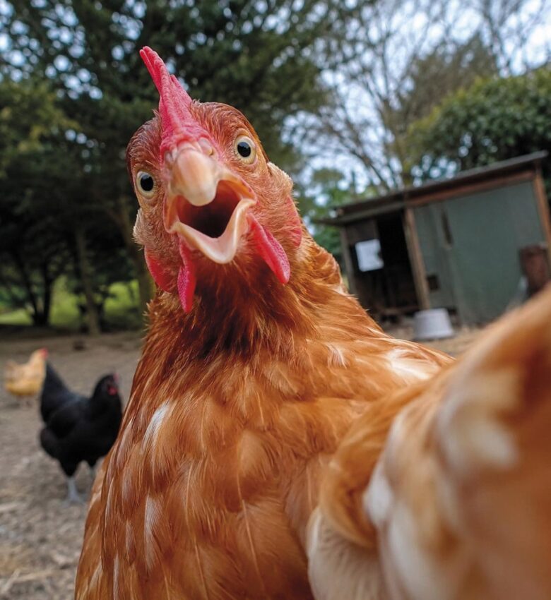 P8 342 POULE 02