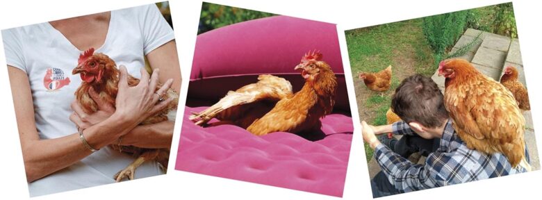 P20 347 POULES 1