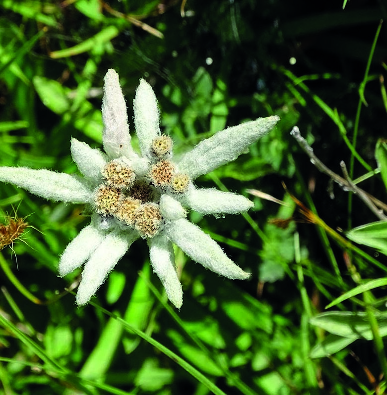 P24 347 EN VADROUILLE 2